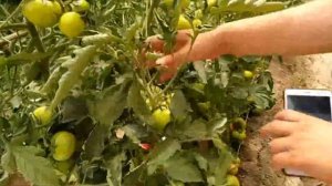 ПОМИДОР ЕТИШТИРИШ СИРЛАРИ