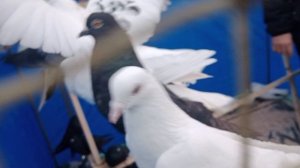 Ярмарка голубей в г. Узловая 1.03.2025.