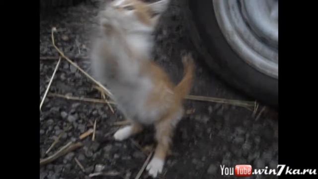 Кот хлопает в ладоши смотреть онлайн