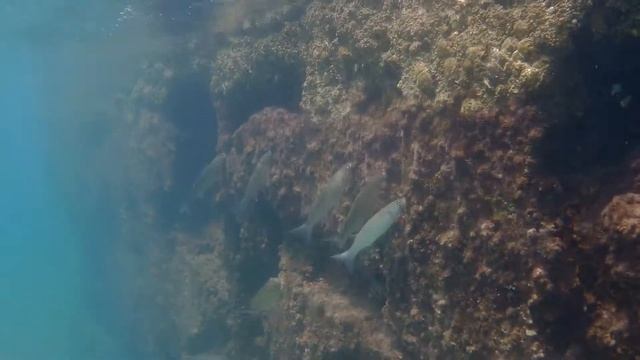 Плотва морская