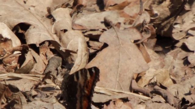 2023-02-14 LJUBLJANA Grajska planota LEPIDOPTERA Aglais urticae MALI KOPRIVAR смотреть онлайн