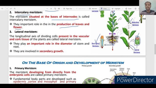 Meristematic tissue| Structure |Types of meristematic tissues |Classification of meristematic tissu смотреть онлайн
