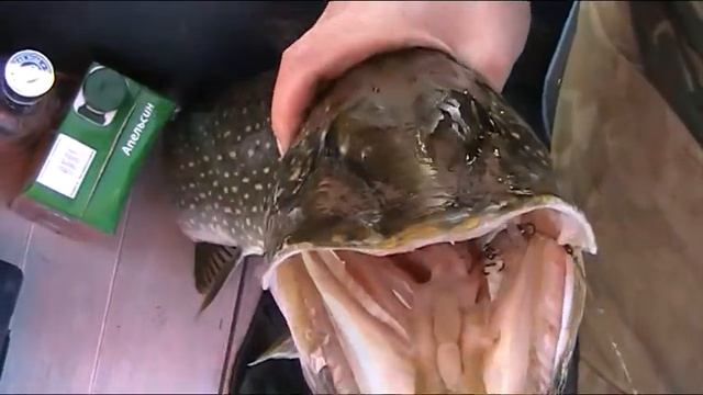 КАК ТУЛЯКИ С ВОЛОГЖАНАМИ БРАТАЛИСЬ смотреть онлайн