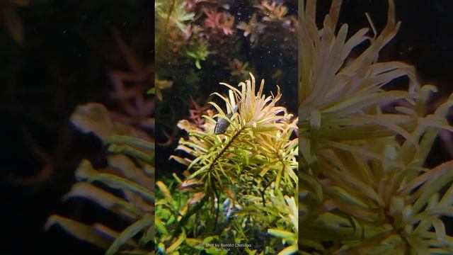 Ludwigia Inclinata Var Verticillata «Cuba»