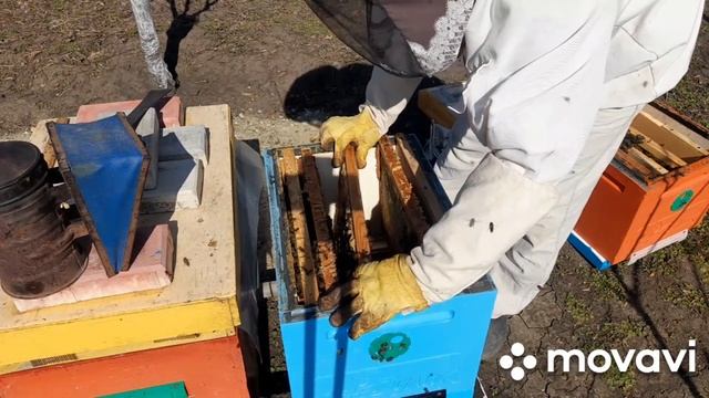 Где матки погибли в изоляторе. Обьединение семей. смотреть онлайн