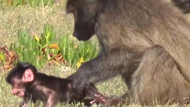 Малыш бабуин смотреть онлайн