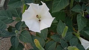 цветок дурман называетса 👍👍👍👍👍👍👍👍👍👍👍👍👍