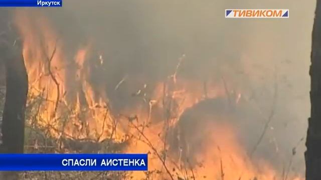 Спасли аистёнка смотреть онлайн