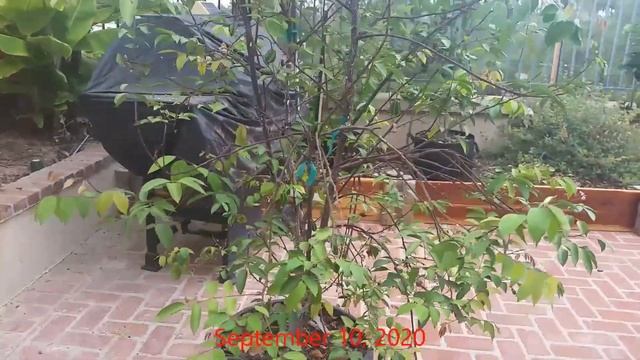 Update on my Avocados, Mango, Guava plus fixing issues with my Starfruit and Goji Berry. смотреть онлайн