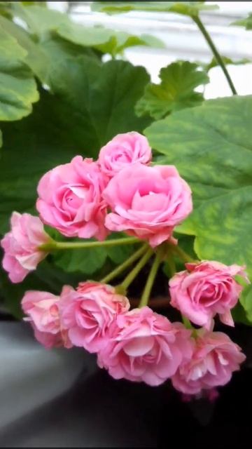 Australian pink rosebud.24.04.2022 смотреть онлайн