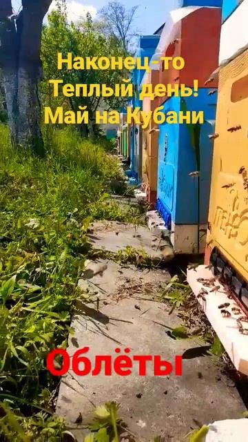 Облёты на псеке. Наконец-то теплые дни! Кубань, май #пчеловодство #пасека #пчелы #роеловство #облёт смотреть онлайн