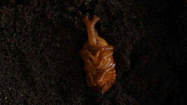 [4K UHD] Rhinoceros Beetle (Pupa) смотреть онлайн