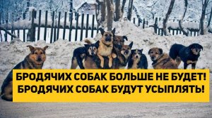 БРОДЯЧИХ СОБАК БОЛЬШЕ НЕ БУДЕТ! БРОДЯЧИХ СОБАК БУДУТ УСЫПЛЯТЬ!