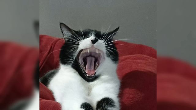 Video_20250301170245906_by_VideoShow