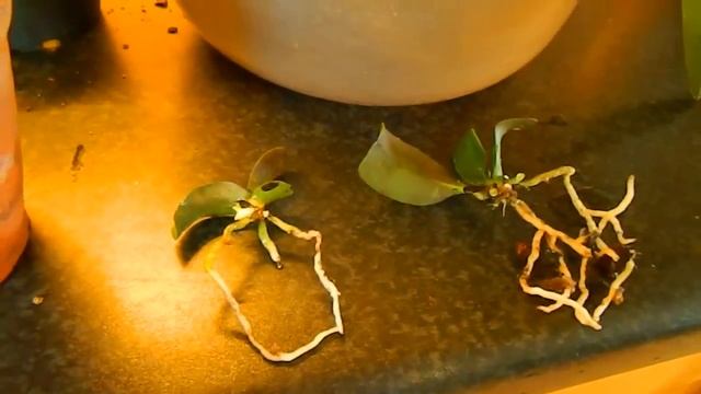 Potting Baby Seedling Orchids смотреть онлайн