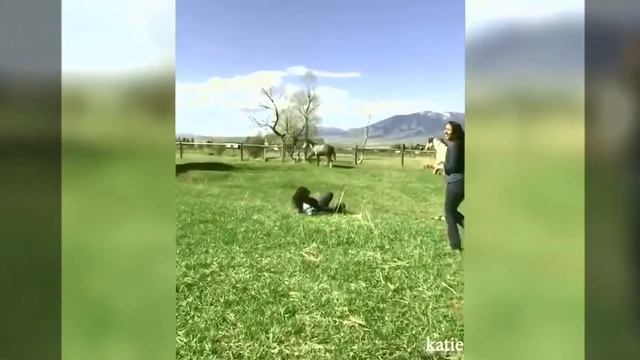 Коты собаки забавные животные. funny moments. смотреть онлайн
