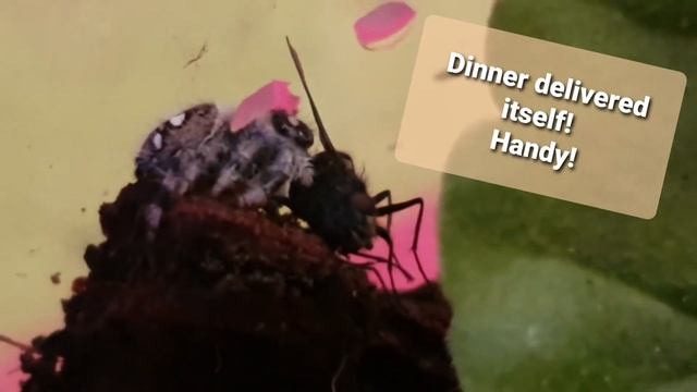 Our brave little jumping spider Phiddi taking on a fly. смотреть онлайн