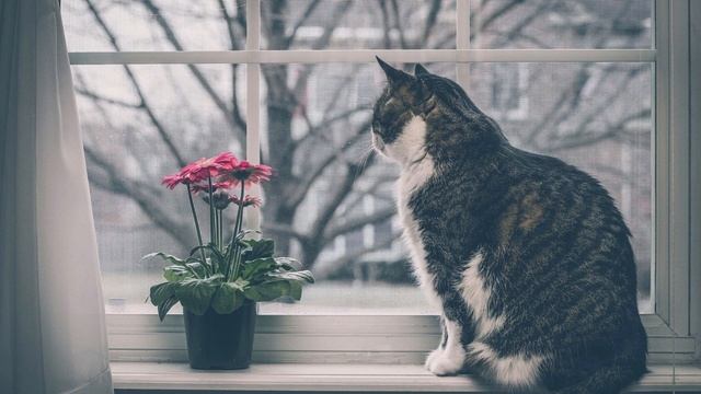 Ирина Шах. Любит кошка смотреть в окошко смотреть онлайн