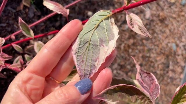 ДЁРЕН ЭЛЕГАНТИССИМО! Неприхотлив, красив, минимум ухода! смотреть онлайн