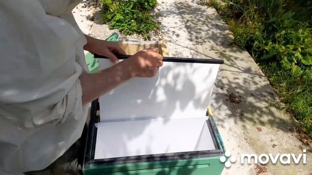 Сняли РОЙ в городе. Пересаживаем в пеноулик 9.06.2023 #роеловство #рой #пчеловодство #пасека #пчелы смотреть онлайн