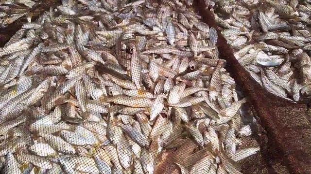 kunkeshwar saim rapan kampany смотреть онлайн