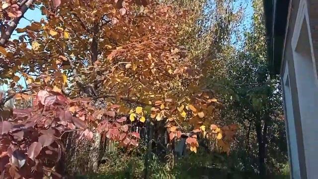 Три дня в деревне, уборка огорода. смотреть онлайн