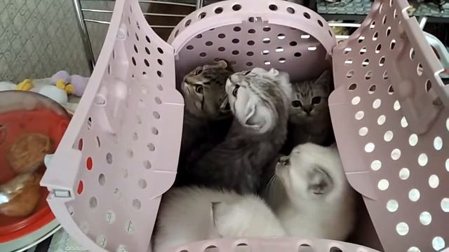 VID 20170606 131251 смотреть онлайн