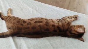 Сехмет стала идеальной кошкой, найдя любимого мужчину.