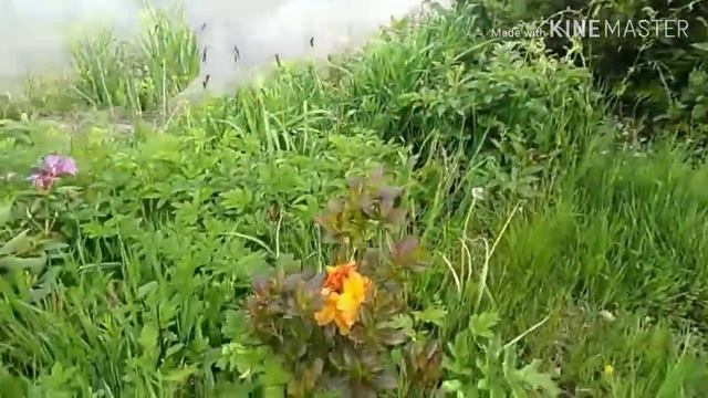 Виживание в Польше. Домашний завод по производству сигарет. смотреть онлайн