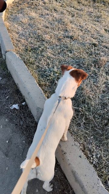 Маленький Бродяга смотреть онлайн