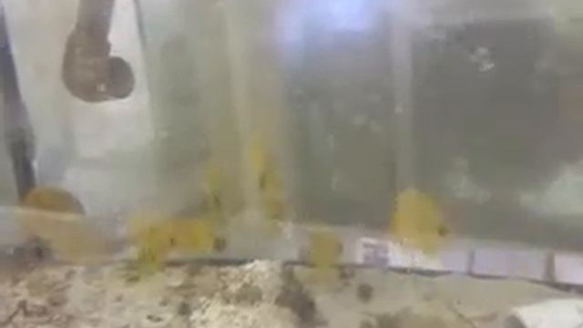 Golden Butterflyfish | Chaetodon Semilarvatus - $109 @ Www.nyaquatic.com