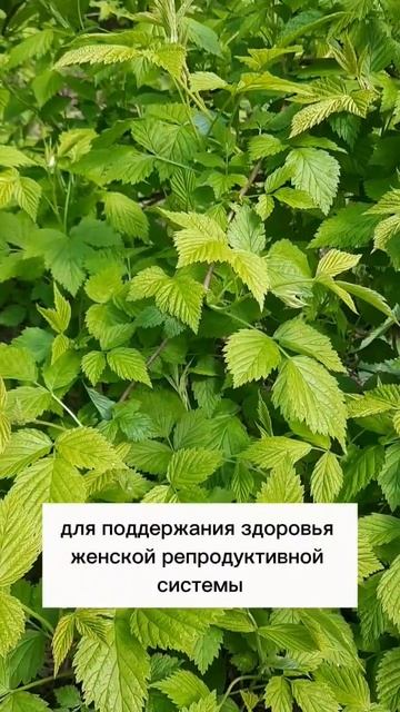 Лист малины для женского здоровья #фитотерапевт #фитотерапия #фиточай смотреть онлайн