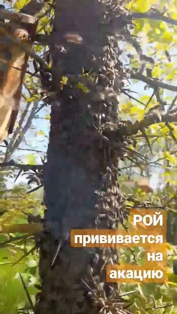 РОЙ пчёл прививается на акацию. 6.04.2023 #роеловство #пчеловодство #пасека #пчелы смотреть онлайн