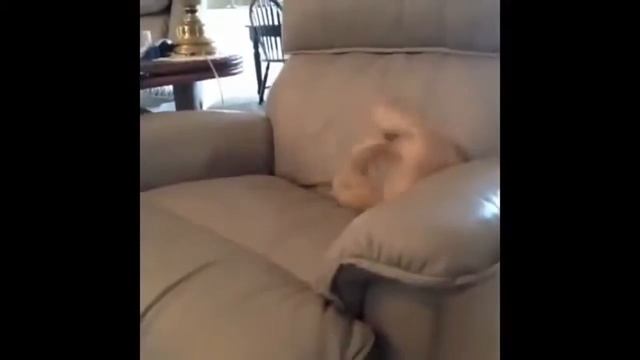 Лучшие_коты смотреть онлайн