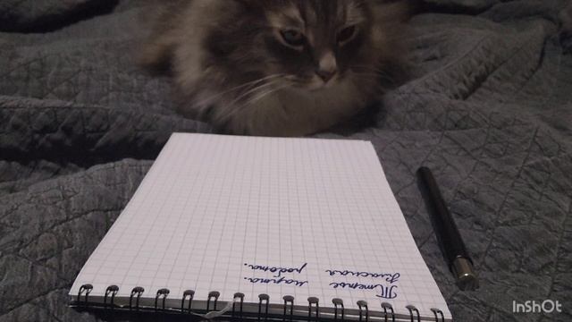 На диктанте только один Белобрыс или странный кот🐱 часть 1 смотреть онлайн