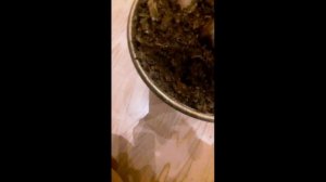 Выращиваем дуб из жёлудя в домашних условиях!