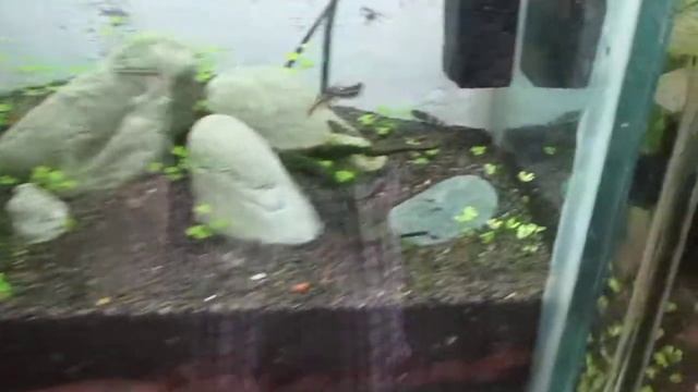 aquarium iwagumi смотреть онлайн