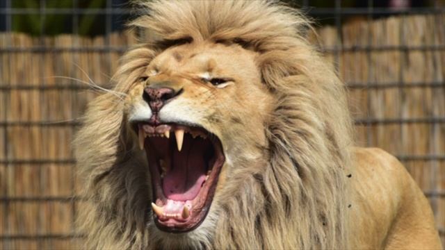 INTENSE Lion Roaring Sounds | Scary Lions Roar Sound Effect!