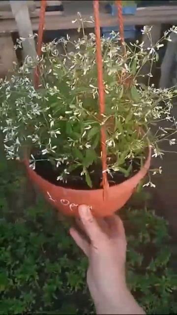 Эуфорбия "Silver Fog" облочко в кашпо. смотреть онлайн