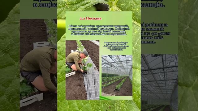 Кирийчук Максим А-23 презентація «Огіркі» смотреть онлайн