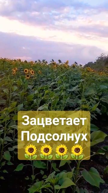 Подсолнух зацветает 2.07.23 #пчеловодство #пчелы #подсолнух #мёд смотреть онлайн