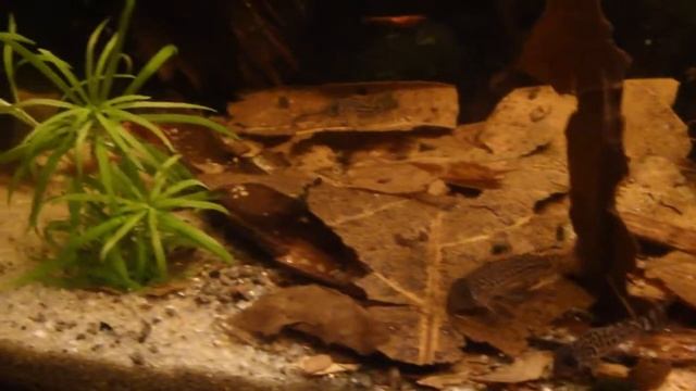 Baby corydoras trilineatus 2 смотреть онлайн