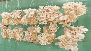 Грибы вешенка легко выращивать и собирать каждый день. Шаг за шагом для начинающих