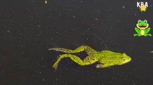 Как говорят животные Песенка для Детей Звуки животных для самых маленьких