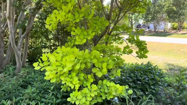 Top 5 plants for April in zone 7 смотреть онлайн