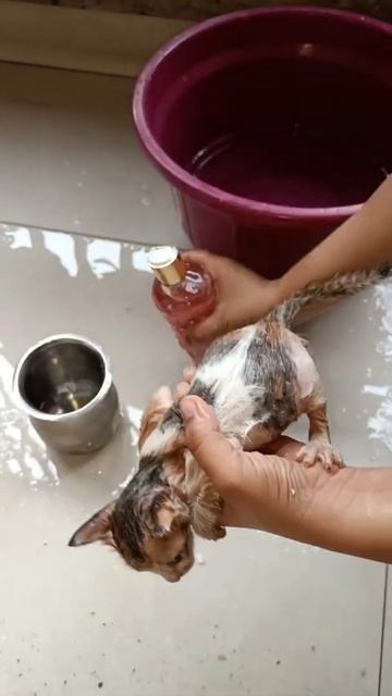 My friend is using nyka shower gel to bath the kittens | Cat bath #shorts #cat #shortsvideo #kitten смотреть онлайн