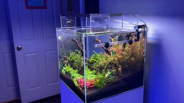 Planted Waterbox 20g Cube 2020 смотреть онлайн