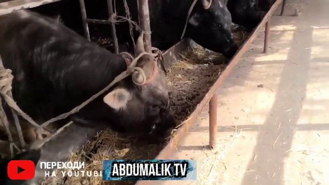 Барзаговҳои тиҷоратӣ Бизнеси Гов Бука да Хона смотреть онлайн