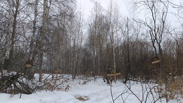 Ловля птиц 28.02.2025.продолжение. смотреть онлайн