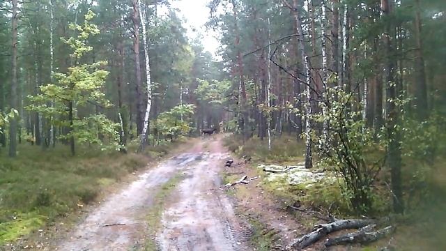 Самка лося пробирается через лес смотреть онлайн